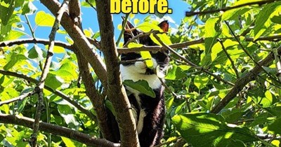 I'm up in a tree, that makes me a squirrel, right?