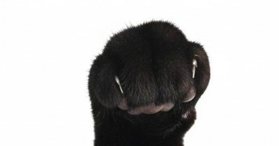 Meow Against the Machine