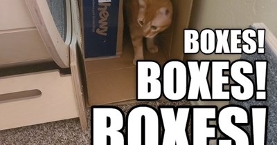 BOXES!