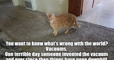 All cats (and most dogs too) know this.