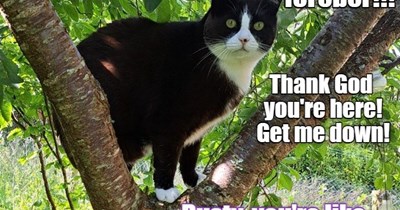 HALP!