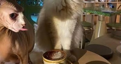 Hey, Barista!