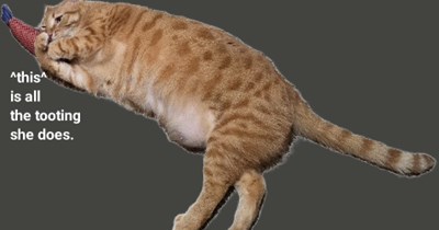 Clean feline