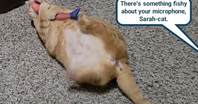 ORANGE CAT TRIES KARAOKE