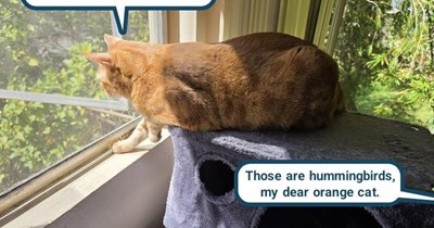 Orange cat perception