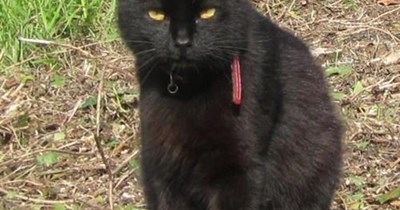 Most meowing wanted