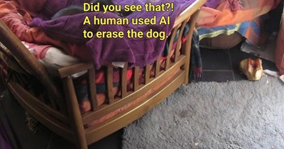 Cats approve
