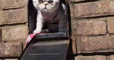 Dr. Tiny Cat