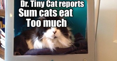 Dr. Tiny Cat on RBJ’s health