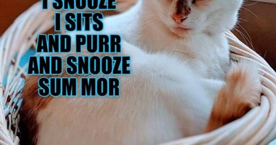 A cat's life