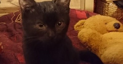 Wake up, Teddy!