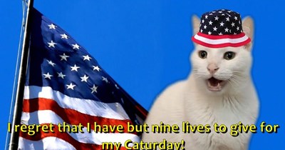 I regret that I have but nine lives to give for my Caturday!