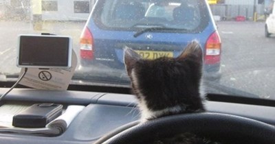 faster human faster