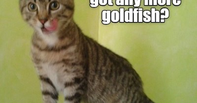 got any more goldfish?