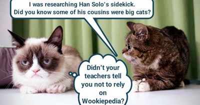 That's a shaggy cat story