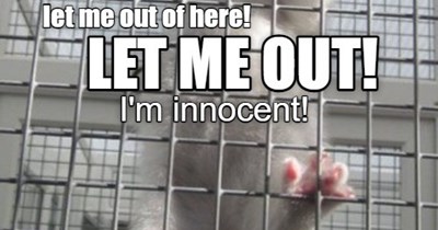 let me out of here!