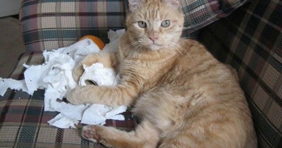 Yankee Doodle Dandy Cat.