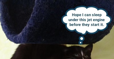 "The Secret Life of Walter Kitty"