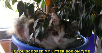 Impurrvised