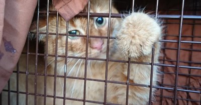 feline friendship
