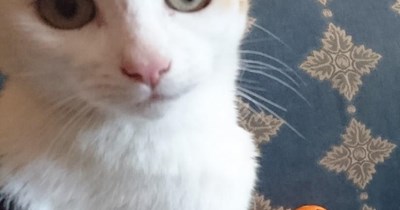 HOP TO IT, HUMAN.                                                      IT'S NOT GOING TO                                                  THROW ITSELF.