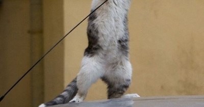 Be Afwayd, Be Vewy Afwayd