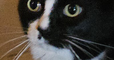 Cat(ch)-22