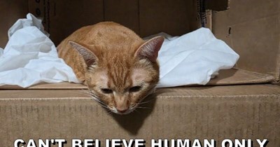 Come on, human!