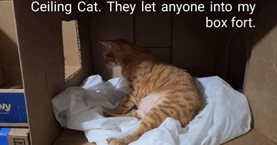 There goes the neighpurrhood