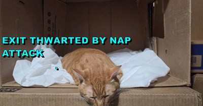 Nap attack
