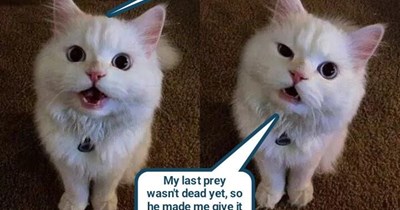 My human loves all of Ceiling Cat's creatures
