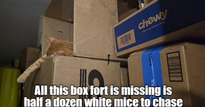 Release the mice!