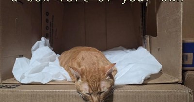 happiness is a box fort of your own