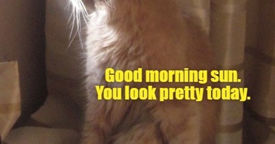Good morning sun