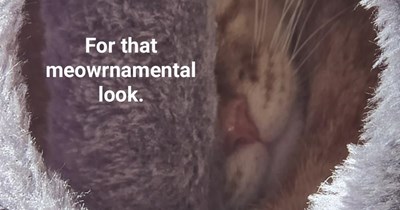 It's purrfect