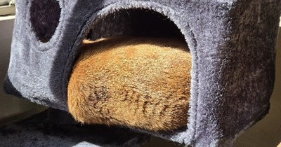ORGANIC FURWALL