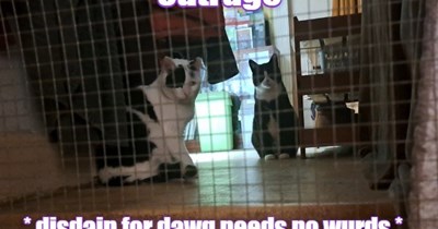 Caged Because They Scared teh Dawg