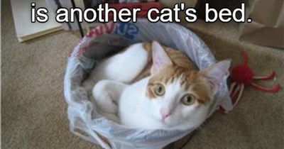 One man's trash can is another cat's bed