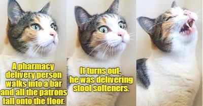 Joke Cat shouldn't quit his day job.