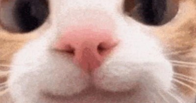 Your feline overlord has arrived