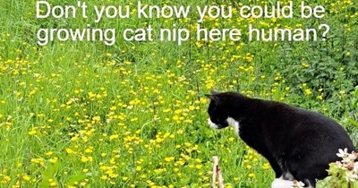 Cat nip as far as the eye can see