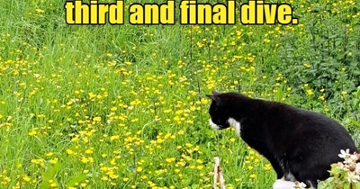 lOlympic Buttercup Diving