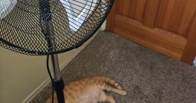 I'M A CAT FAN.