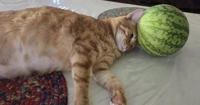 Many Melons