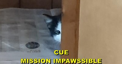 We'd watch this mewvie