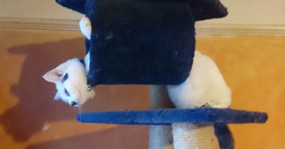 It's just the cat's style