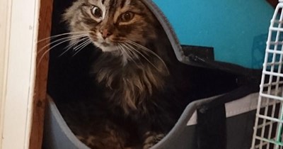 Impurrvise