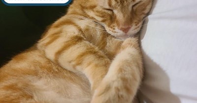 i iz innocent kitteh