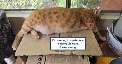 Purrer saver
