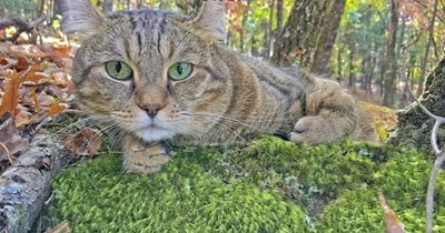 There can be only one...  Caturday.